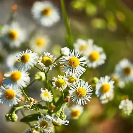 Donauhotel Lettnerhof Hotel