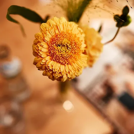 Hotel Donauhotel Lettnerhof