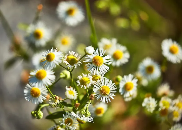 Donauhotel Lettnerhof Hotel